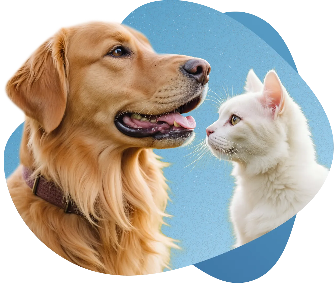 Dog and Cat